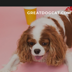 Greatdogcat reviews