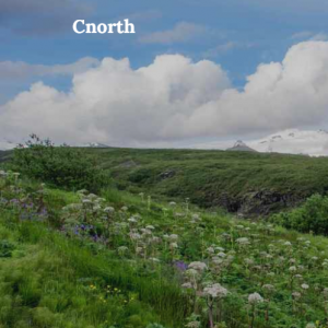 Cnorth.store Reviews